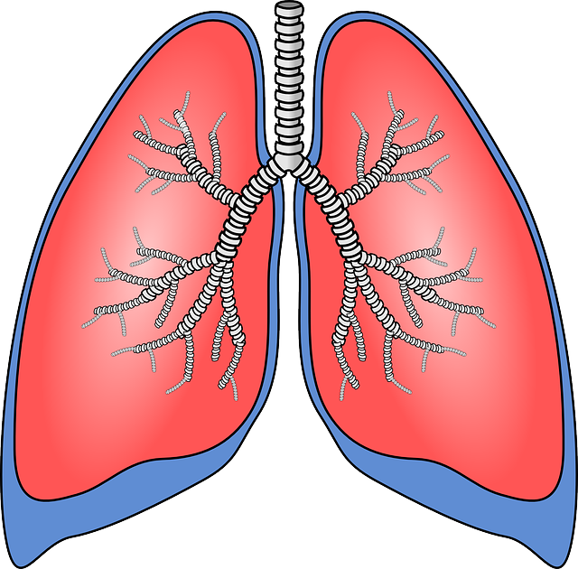 Lungs 154282 640