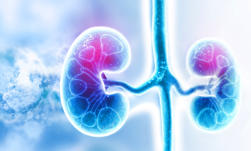 Human Anatomy (Secondary Level)